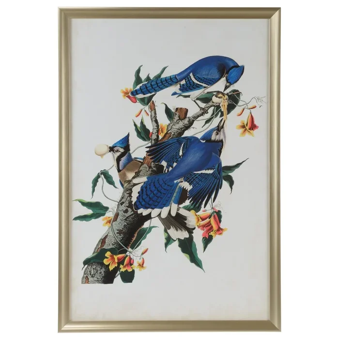Golden Feathered Blue Jay Print